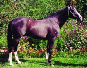 Obrazek